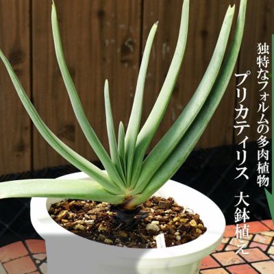 多肉植物 観葉植物 プリカティリス アロエの仲間 白鉢大苗 インテリアプランツ 苗木部 本店 By 花ひろばオンライン