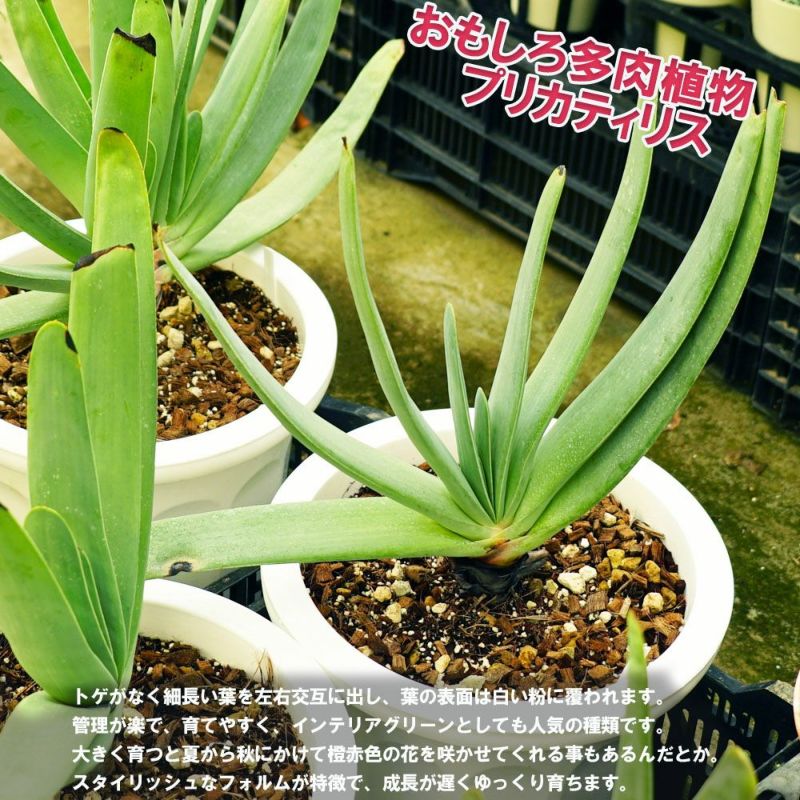 多肉植物 観葉植物 プリカティリス アロエの仲間 白鉢大苗 インテリアプランツ 苗木部 本店 By 花ひろばオンライン