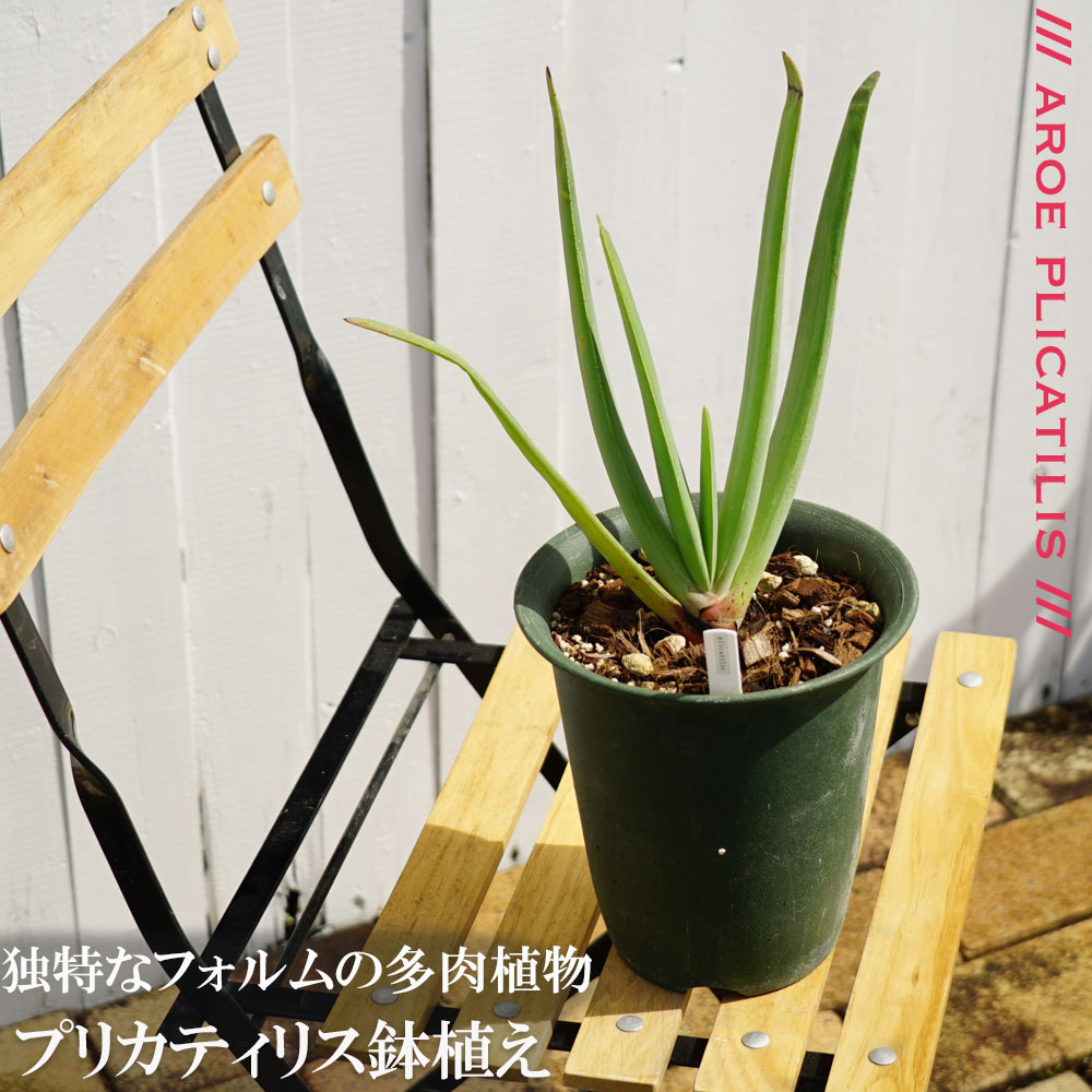 多肉植物 観葉植物 プリカティリス アロエの仲間 鉢苗 インテリアプランツ 苗木部 本店 By 花ひろばオンライン