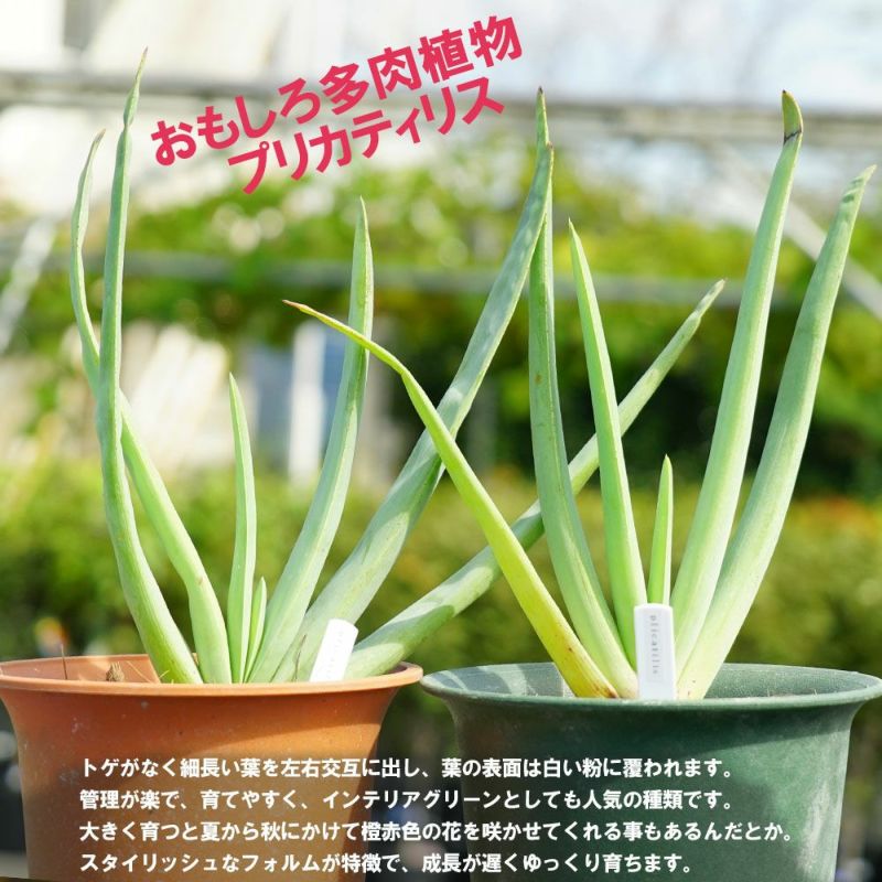 多肉植物 観葉植物 プリカティリス アロエの仲間 鉢苗 インテリアプランツ 苗木部 本店 By 花ひろばオンライン