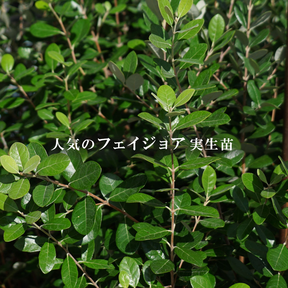 レビューを書けば送料当店負担 フェイジョア 苗 挿し木 約0 3m ポット苗 Arizonavmlc Org