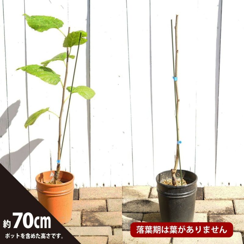 トルコフルーツ 苗 販売 苗木部 By 花ひろばオンライン