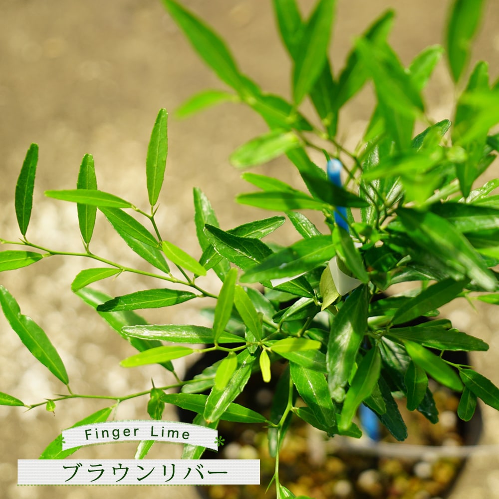 ライム 苗 植え方 苗木部 By 花ひろばオンライン