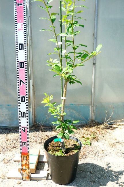 タマスダレ / 9cmポット （80本セット）（送料無料） 苗 植木 苗木 庭