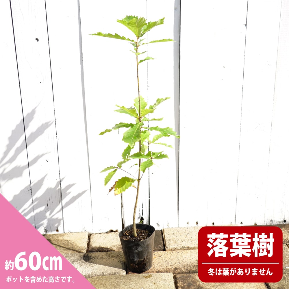 ミズナラ 苗 販売 苗木部 By 花ひろばオンライン