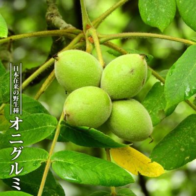 クルミ 菓子くるみ 苗 販売 苗木部 By 花ひろばオンライン