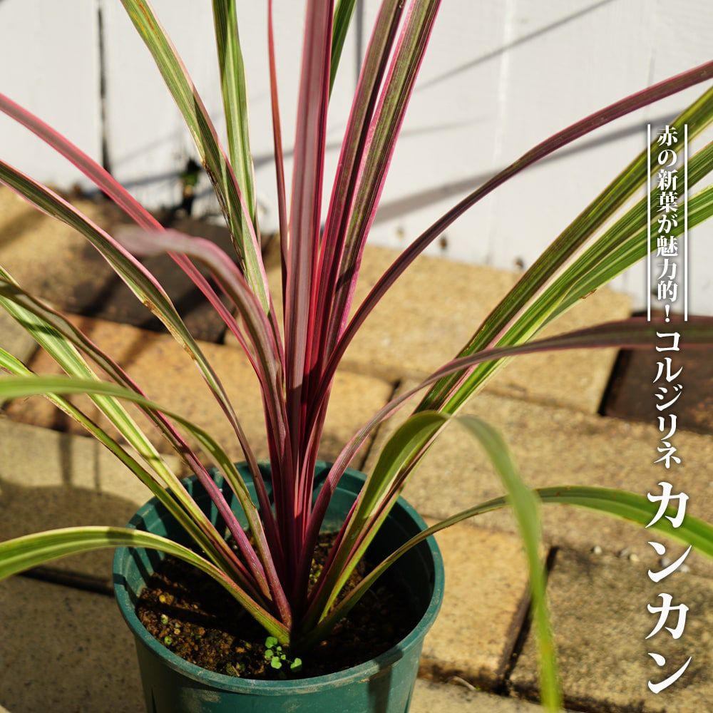 カンカン オーストラリス 苗 販売 苗木部 By 花ひろばオンライン