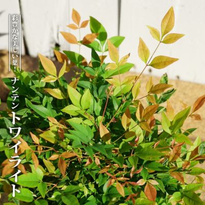 ナンテン レモンライト 苗 販売 苗木部 By 花ひろばオンライン ナンテン レモンライト 苗 販売 苗木部 By 花ひろばオンライン