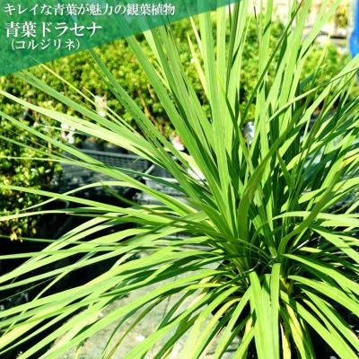 耐寒性ヤシの木 サバルヤシ 0 9m オシャレなフレグラーポット植え 常緑樹 観葉植物 インテリアプランツ 耐寒性 シンボルツリ9 苗木部 本店 By 花ひろばオンライン