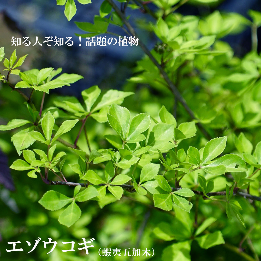 エゾウコギ 蝦夷五加木 ポット苗 耐寒性の強い 話題の植物 落葉樹 薬用樹 珍しい 苗 苗木 苗木部 本店 By 花ひろばオンライン