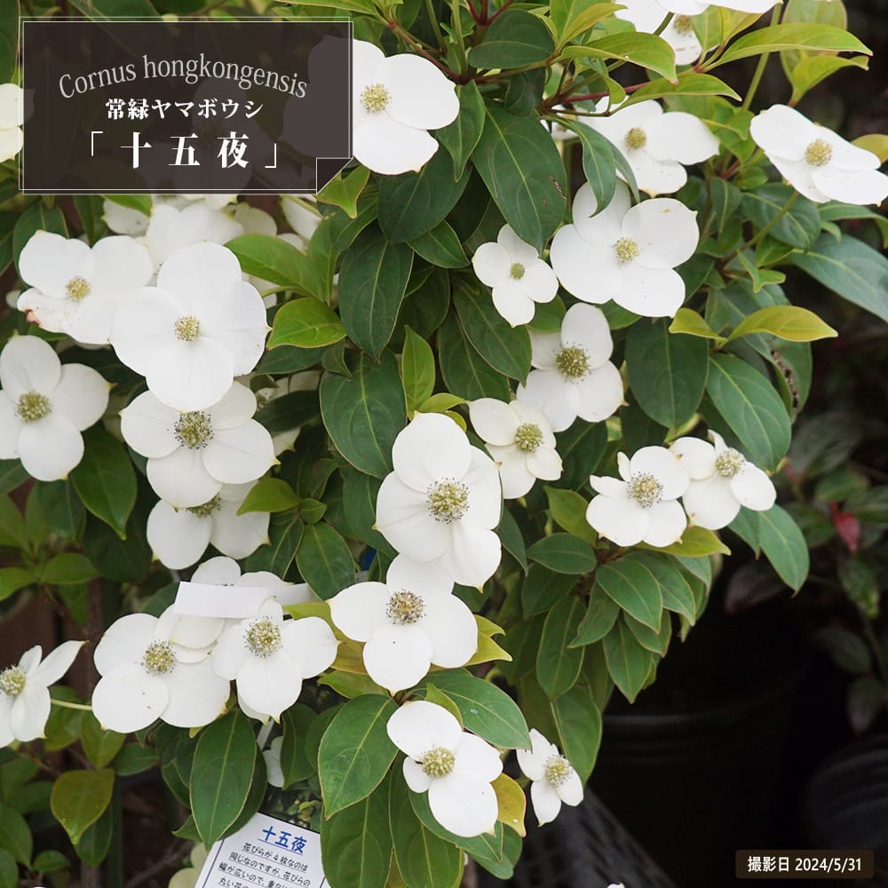 ヤマボウシ 赤花ヤマボウシ サトミ ポット苗 庭木 落葉樹 シンボルツリー 観賞花木 苗木部 本店 By 花ひろばオンライン