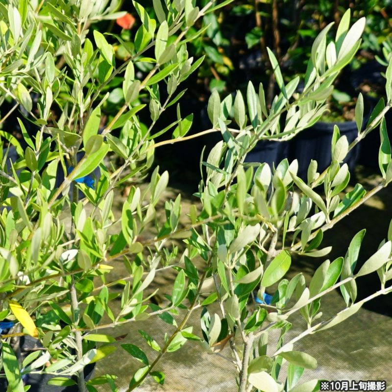 カラマタ オリーブの木 苗木 接木 - 植物/観葉植物