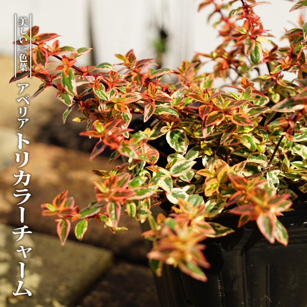 カレイドスコープ 苗 販売 苗木部 By 花ひろばオンライン