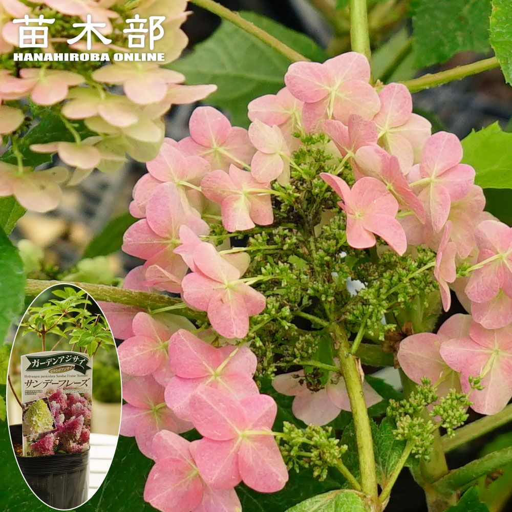 デルフィニウム ホワイト 苗 苗木部 By 花ひろばオンライン