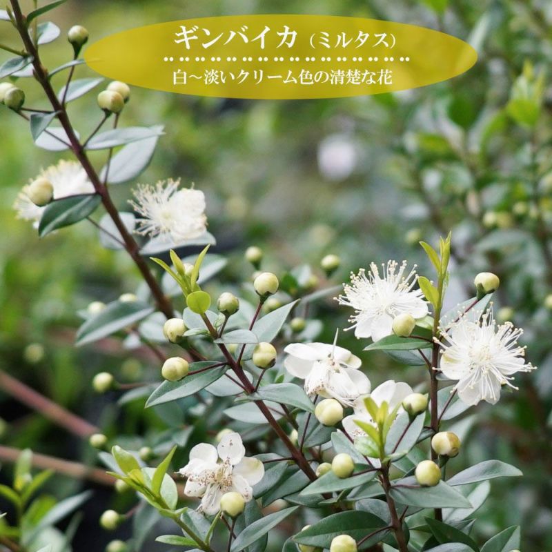 Hanahiroba Itembox Design Product 545 Hanahiroba Itembox Design Product 545