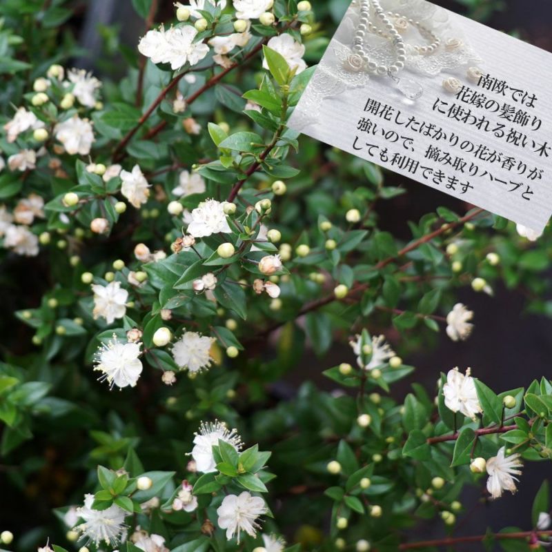 ギンバイカ（マートル）の苗木 2本 （ギンバイカ 苗 通販 苗木