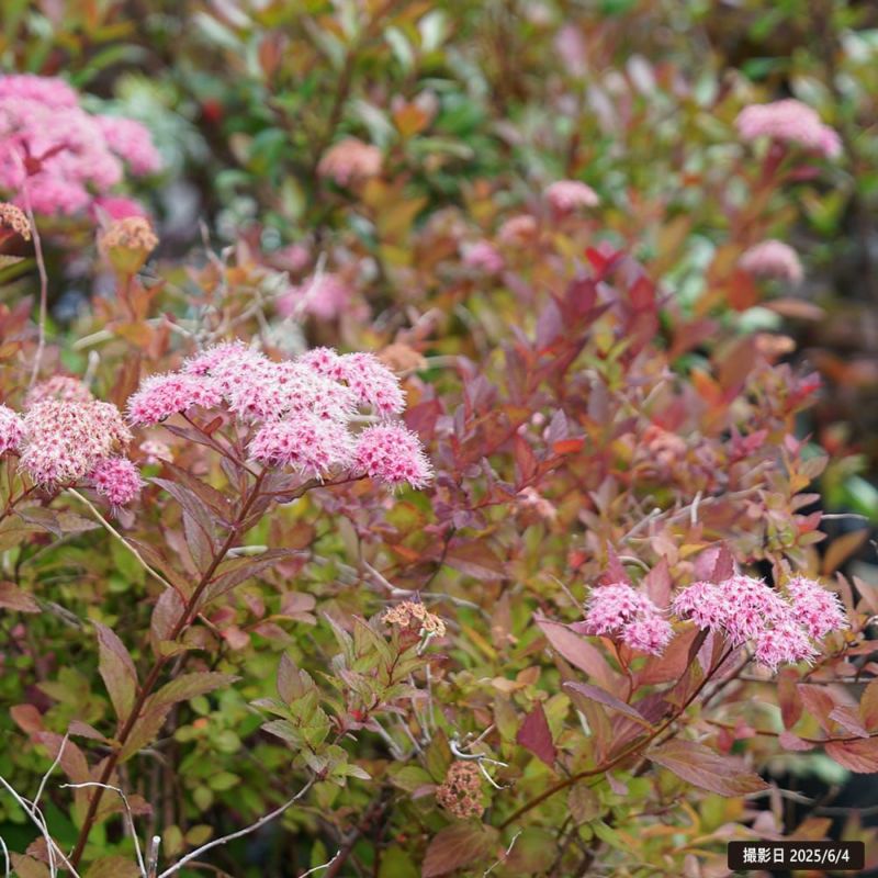 シモツケ プラムタスティック 苗 販売 苗木部 By 花ひろばオンライン