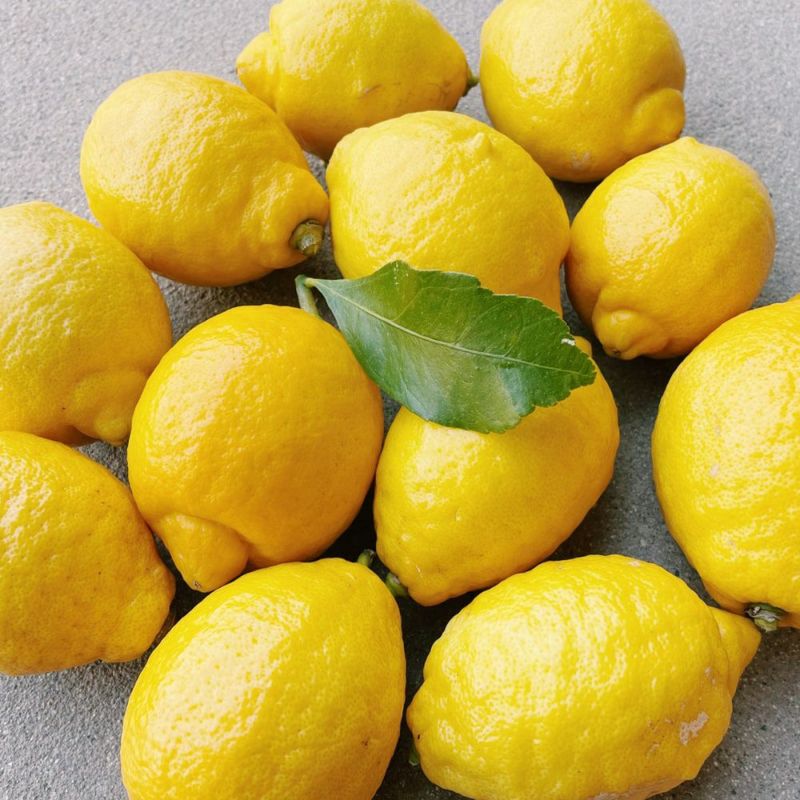 柑橘類の苗（黄色い果実付き）レモン 国華園オンラインショップ / 果樹苗 カンキツ レモン 璃の香PVP