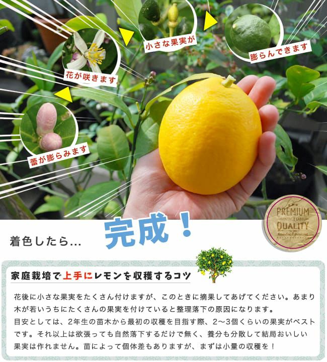 レモン様☆確認用