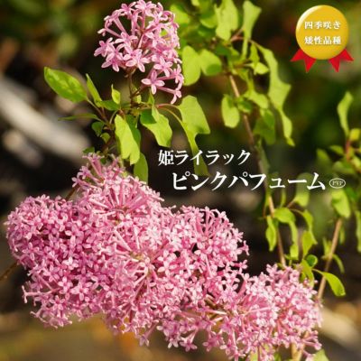 姫ライラック ピンクパフューム Pvp 桃花 矮性品種 ポット苗 庭木 落葉樹 観賞花木 姫ライラック ピンクパフューム Pvp 桃花 矮性品種 ポット苗 庭木 落葉樹 観賞花木