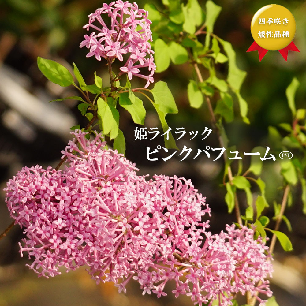 ライラック 苗木部 本店 By 花ひろばオンライン