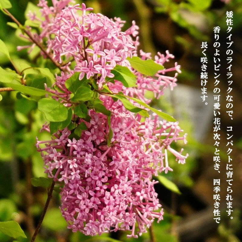 ライラック/ピンク【品番1615】庭木・植木・鉢植え
