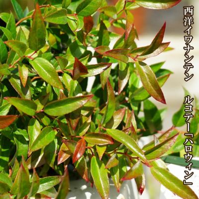 ナンテン レモンライト 苗 販売 苗木部 By 花ひろばオンライン ナンテン レモンライト 苗 販売 苗木部 By 花ひろばオンライン