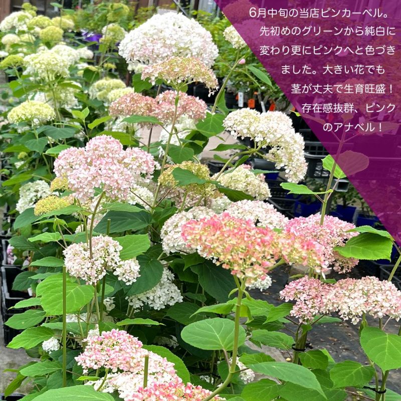 大苗B(ᵔᴥᵔ)ピンクアナベル　かわいい庭に♡華やかなお庭に〜 アジサイ ピンクアナベル ピンカーベル 苗 販売 苗木部 By 花