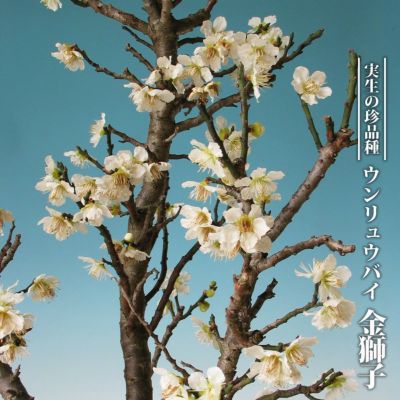 さくら 八重紅枝垂れ桜 ヒガンザクラ系 苗 販売 苗木部 By 花ひろばオンライン さくら 八重紅枝垂れ桜 ヒガンザクラ系 苗 販売 苗木部 By 花ひろばオンライン