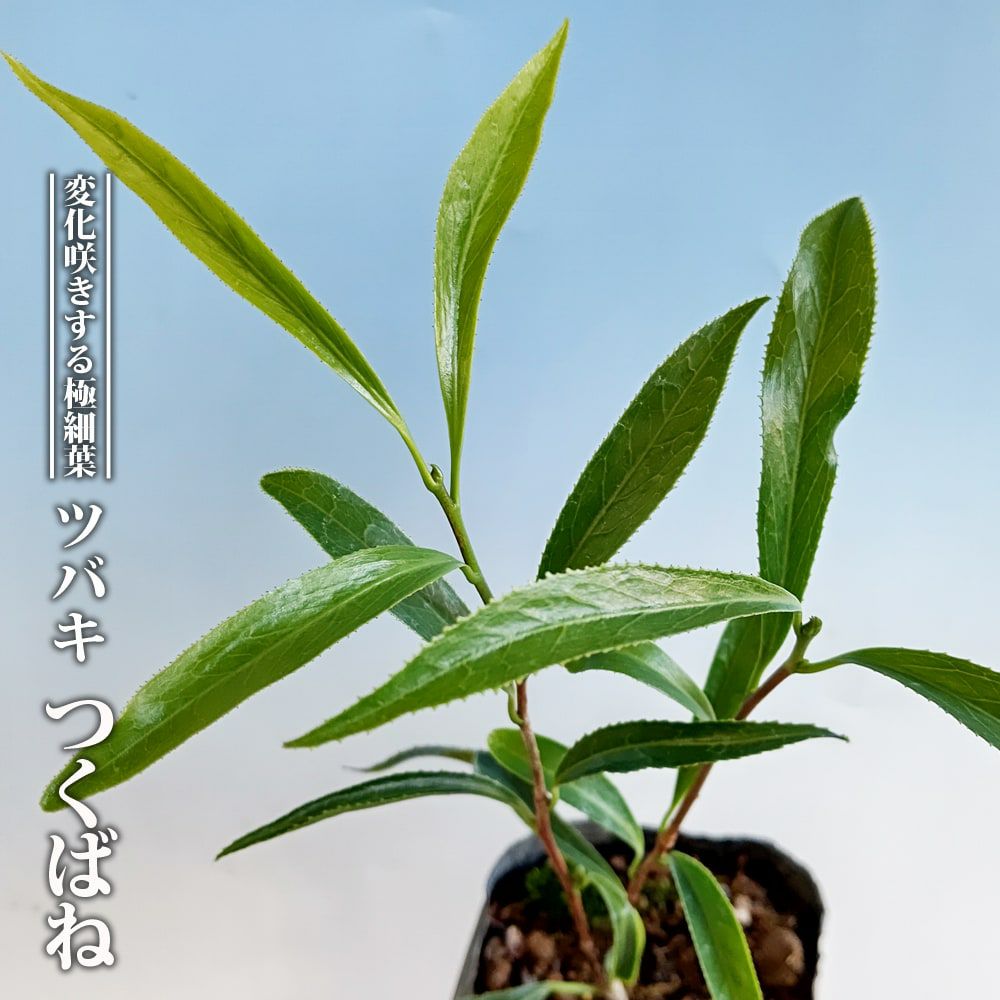 椿 素粧 苗 販売 苗木部 By 花ひろばオンライン