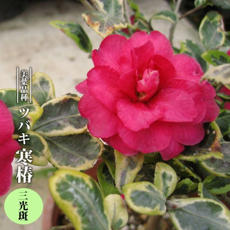 椿 寒椿 三光斑 苗 販売 苗木部 By 花ひろばオンライン 椿 寒椿 三光斑 苗 販売 苗木部 By 花ひろばオンライン