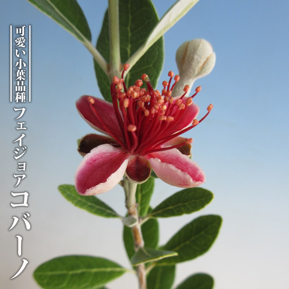 フェイジョア 苗 販売 苗木部 By 花ひろばオンライン