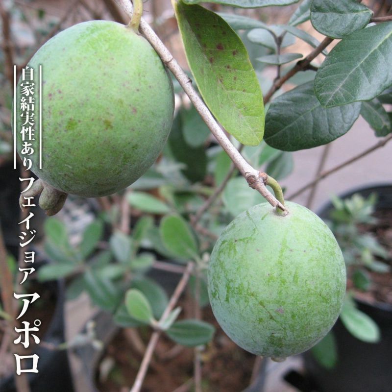 000000054867-01-l.jpg?t=