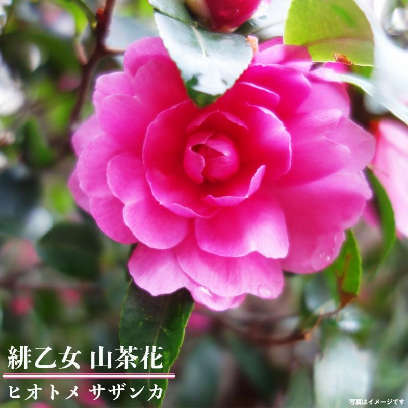 ☆キャッサバ挿木用苗木(穂木)100本入り☆(黄色系スイート種)・沖縄県石垣島産 ☆キャッサバ挿木用苗木(穂木)100本入り☆(黄色系スイート種