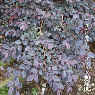 トキワマンサク 赤葉紅花 苗 販売 苗木部 By 花ひろばオンライン トキワマンサク 赤葉紅花 苗 販売 苗木部 By 花ひろばオンライン