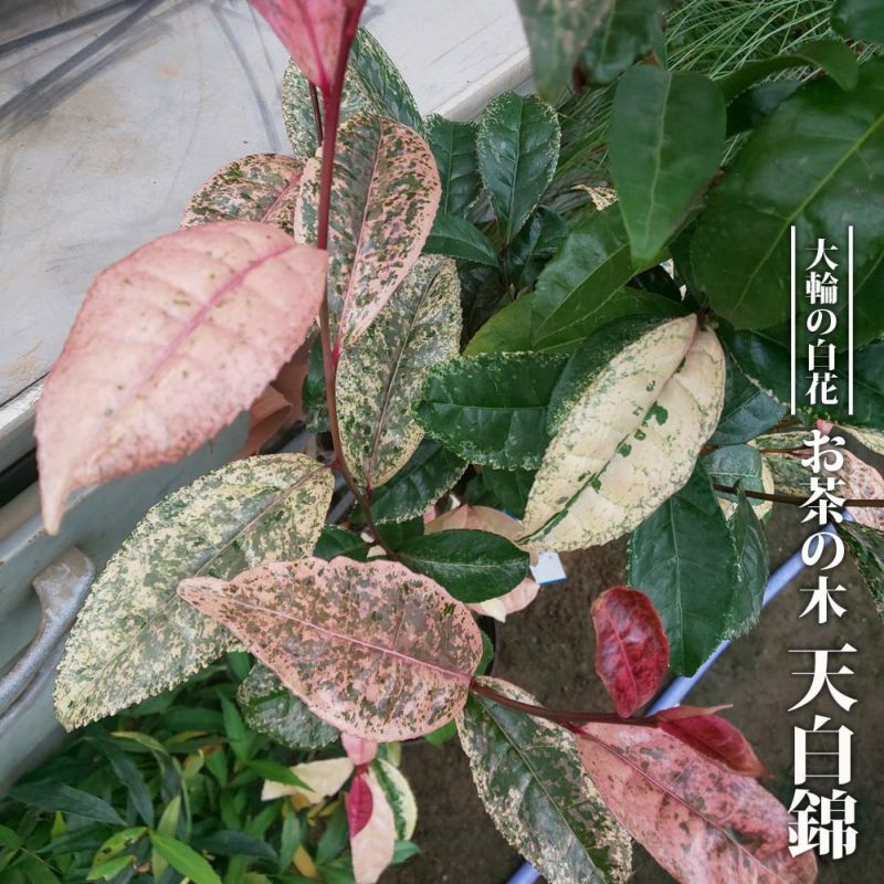 白い茶の木　チャノキ　白色 楽天市場】斑入り葉茶の木 白斑 白花 （お茶の木） チャノキ