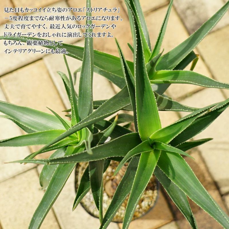 観葉植物に！【ストリアチュラ】アロエの仲間 フレグラーポット大苗 鉢植え 受け皿付き インテリアプランツ 多肉植物 贈り物 | 苗木部 本店 By  花ひろばオンライン