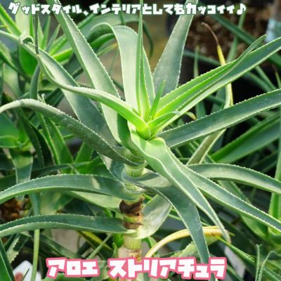 ストリアチュラ アロエの仲間 ポット苗多肉植物 観葉植物インテリアプランツ 苗木部 本店 By 花ひろばオンライン