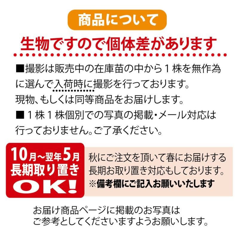 ストリアチュラ アロエの仲間 ポット苗多肉植物 観葉植物インテリアプランツ 苗木部 本店 By 花ひろばオンライン ストリアチュラ アロエの仲間 ポット苗多肉植物 観葉植物インテリアプランツ 苗木部 本店 By 花ひろばオンライン