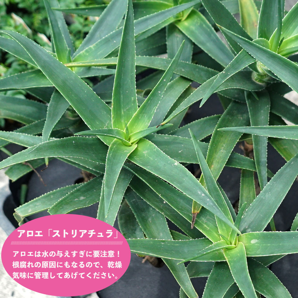 ストリアチュラ アロエの仲間 ポット苗多肉植物 観葉植物インテリアプランツ 苗木部 本店 By 花ひろばオンライン