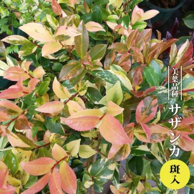 朴の木 ホオノキ 里の木シリーズ 庭木 落葉樹 シンボルツリー 苗木部 本店 By 花ひろばオンライン 朴の木 ホオノキ 里の木シリーズ 庭木 落葉樹 シンボルツリー 苗木部 本店 By 花ひろばオンライン