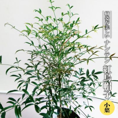 ナンテン レモンライト 苗 販売 苗木部 By 花ひろばオンライン ナンテン レモンライト 苗 販売 苗木部 By 花ひろばオンライン