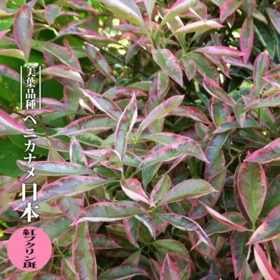 トキワマンサク 赤葉紅花 苗 販売 苗木部 By 花ひろばオンライン トキワマンサク 赤葉紅花 苗 販売 苗木部 By 花ひろばオンライン