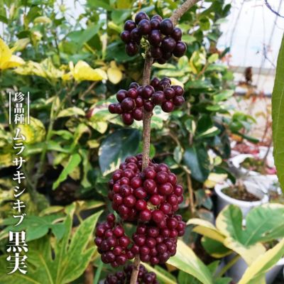 スモークツリー マロンシュシュ 苗 販売 苗木部 By 花ひろば