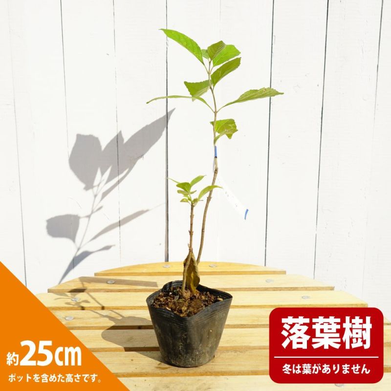 変葉木さま専用 耐寒ヤシ3種4苗 変葉木さま専用 耐寒ヤシ3種4苗