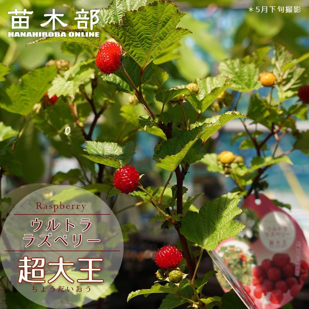 ラズベリー レッドドリーム 小ポット苗 果樹苗木 果樹苗 キイチゴ 苗