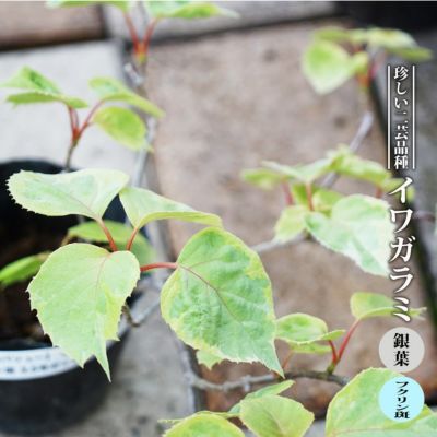京鹿の子 キョウガノコ 赤 苗 販売 苗木部 By 花ひろばオンライン 京鹿の子 キョウガノコ 赤 苗 販売 苗木部 By 花ひろばオンライン