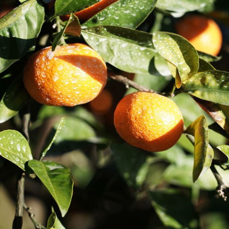 mikan008_01a.jpg