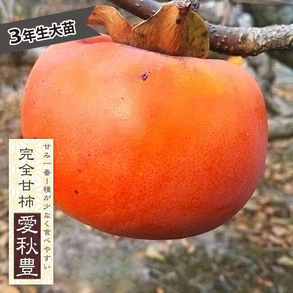 愛秋豊 完全甘柿 苗 育て方 苗木部 By 花ひろばオンライン