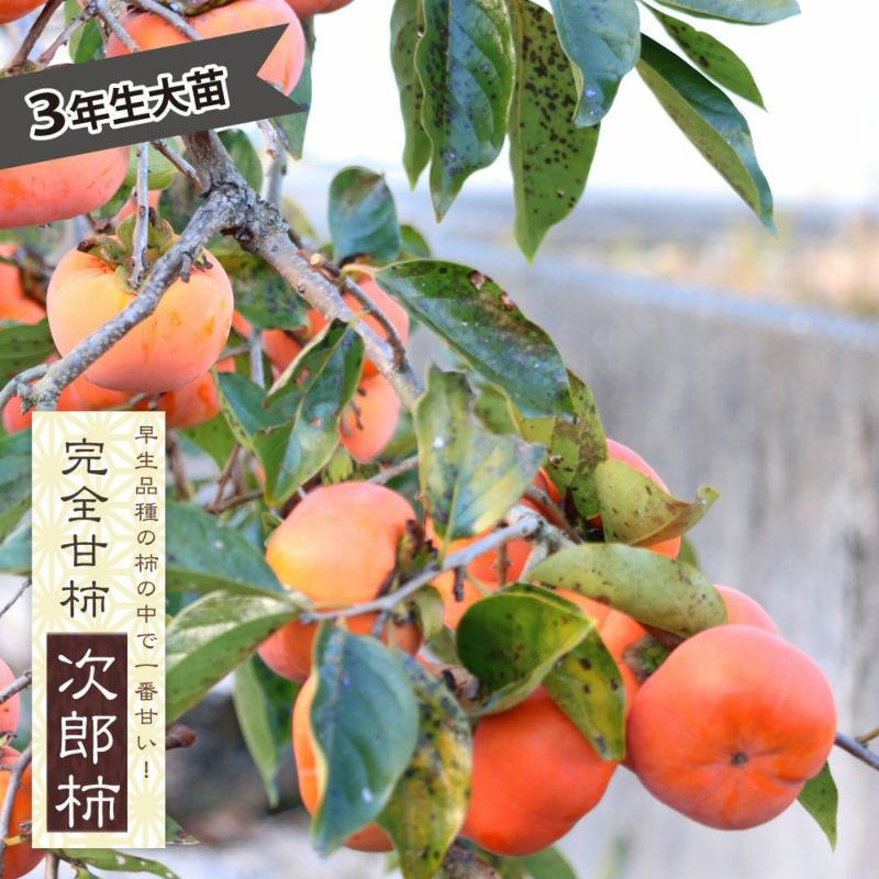 富有柿 4年生 苗木 実つき！ 柿 完全甘柿 富有 苗 販売 苗木部 By 花ひろばオンライン